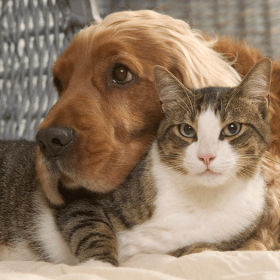 glenhaven therapeutics hexachlor k shampoo