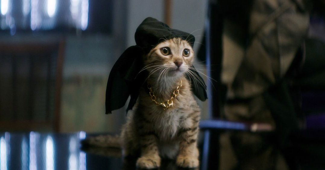 2415625fb85de3d8c4c492ca3f9a45fd3b 20 keanu cat.2x.rsocial.w600