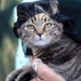 durags for cats