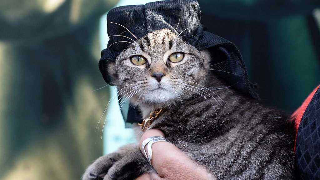 durags for cats