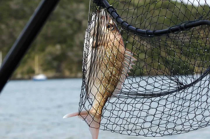 The Best Landing Net For All Your Fishing Adventures 28 best landing net