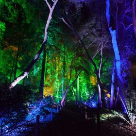 laser light for trees